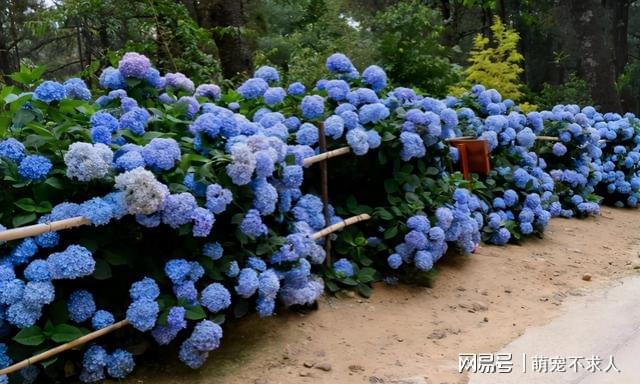 大理種花的尼姑庵_大理最美尼姑庵叫什么名字_大理尼姑庵多肉