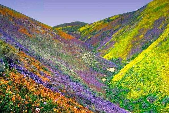 高多肉叫什么名字_高的多肉植物_高多肉植物怎么養(yǎng)