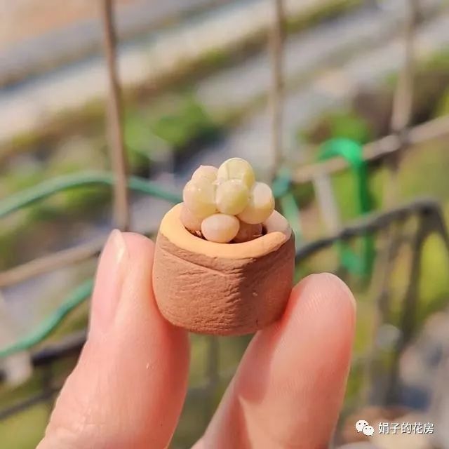 移植多肉植物_移植多肉花用不用澆水_多肉花怎么移植