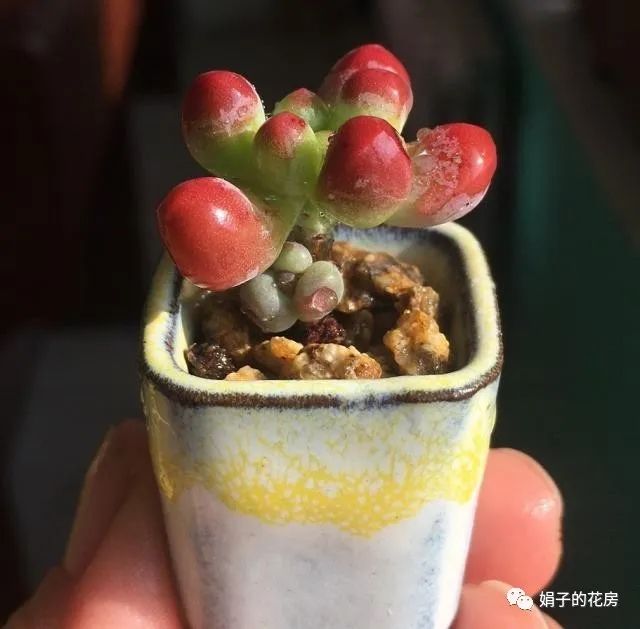 多肉花怎么移植_移植多肉花用不用澆水_移植多肉植物