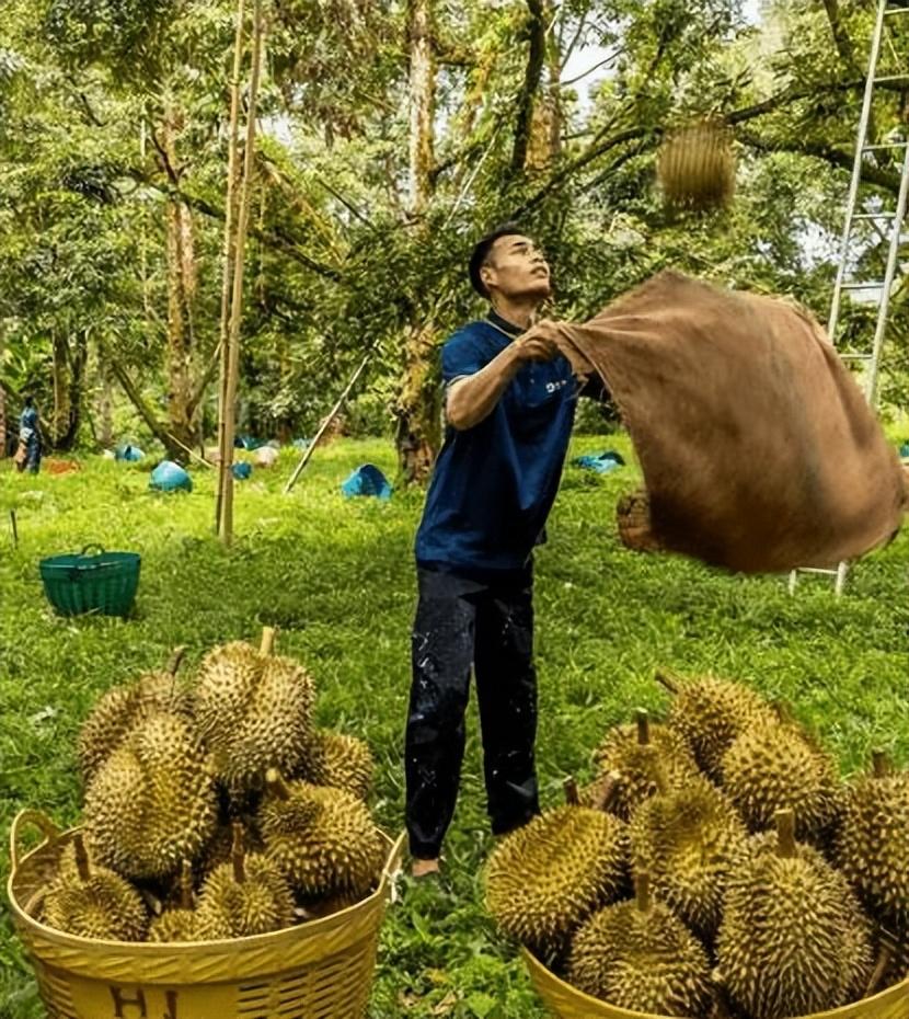 椰磚可以種多肉嗎_種多肉可以椰磚種植嗎_種多肉可以椰磚澆水嗎